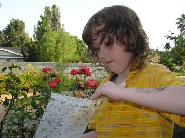 ladybugs.jpg